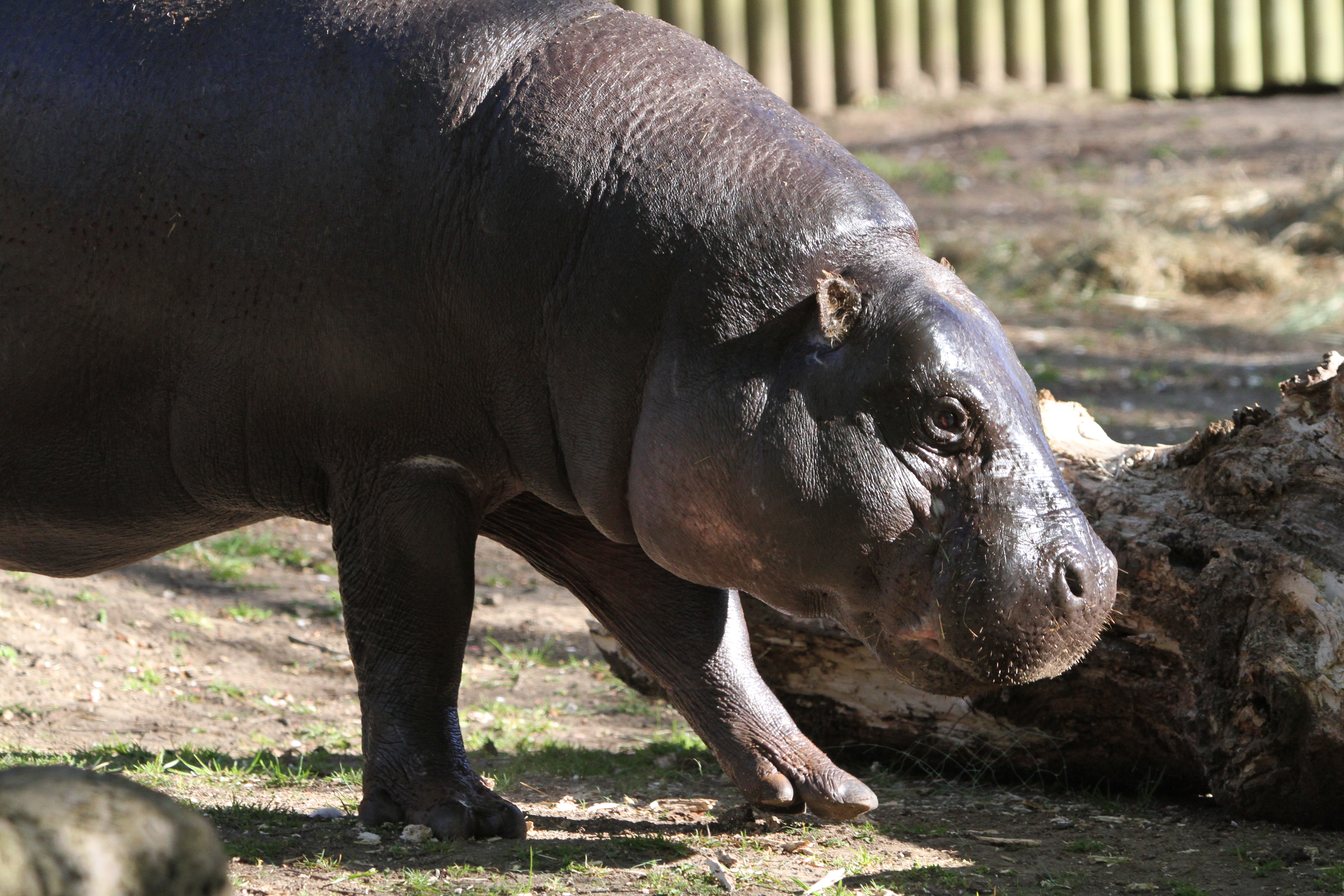 Pygmy hippo side profile IMAGE: Comms 2021